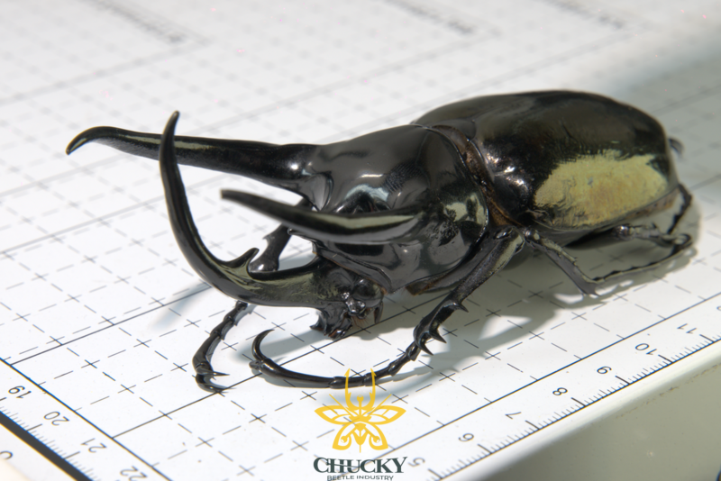 Chalcosoma caucasus belangeri