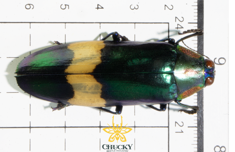 Chrysochroa ewardsi tokinesis