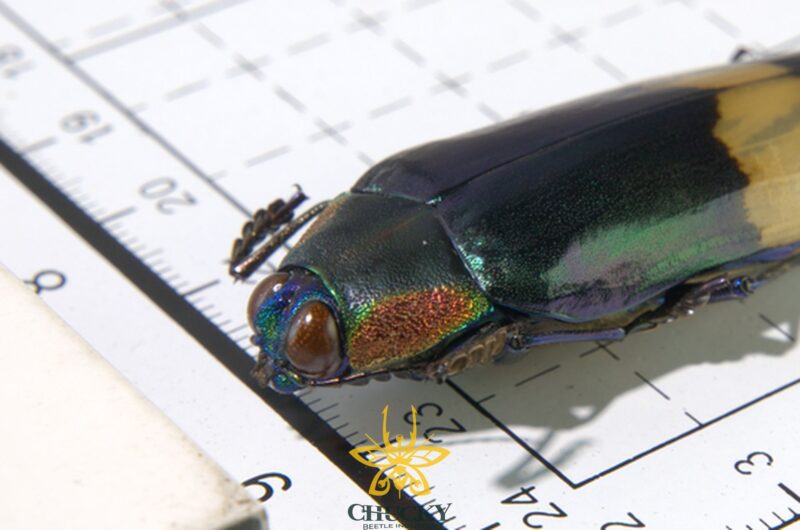 Chrysochroa ewardsi tokinesis