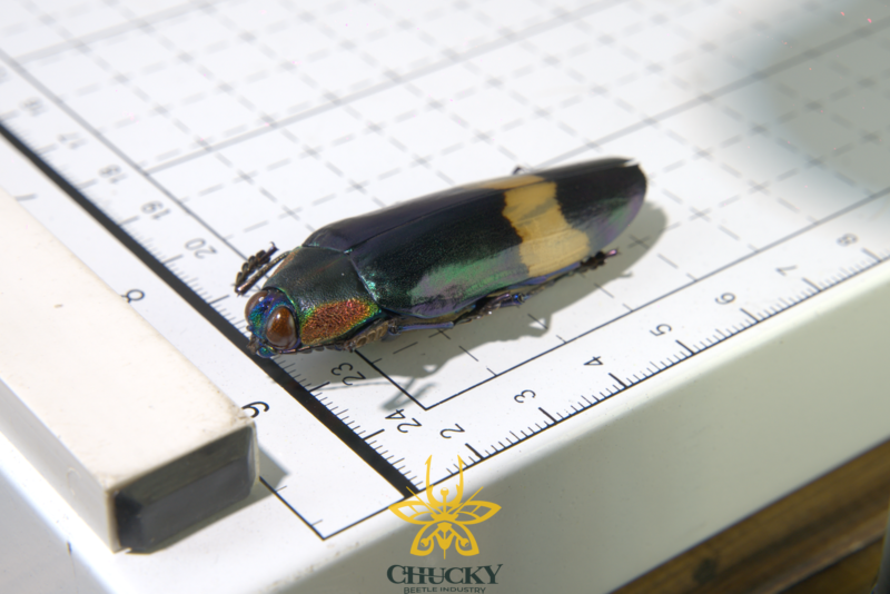 Chrysochroa ewardsi tokinesis