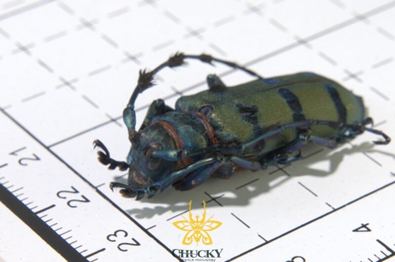 Diastocera wallichi