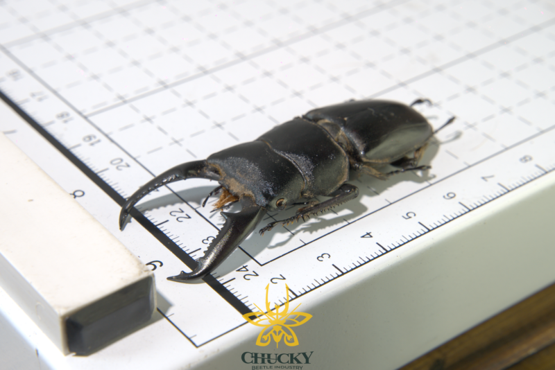 Dorcus titanus