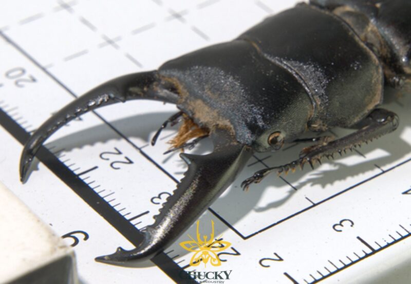 Dorcus titanus