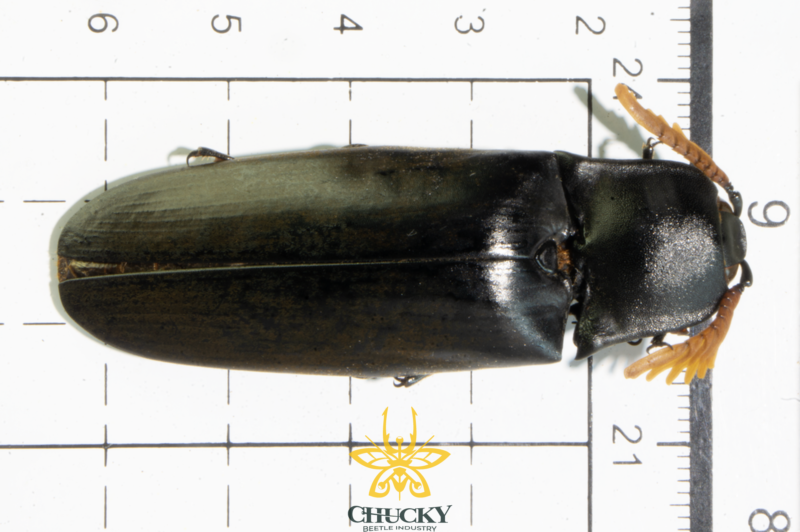 Elateridae Tetralobux perroti Fleutiaux