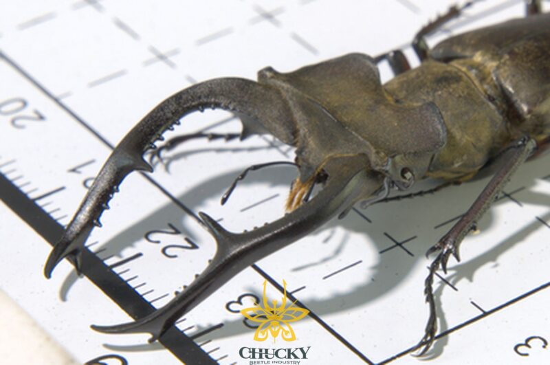 Lucanus formosus
