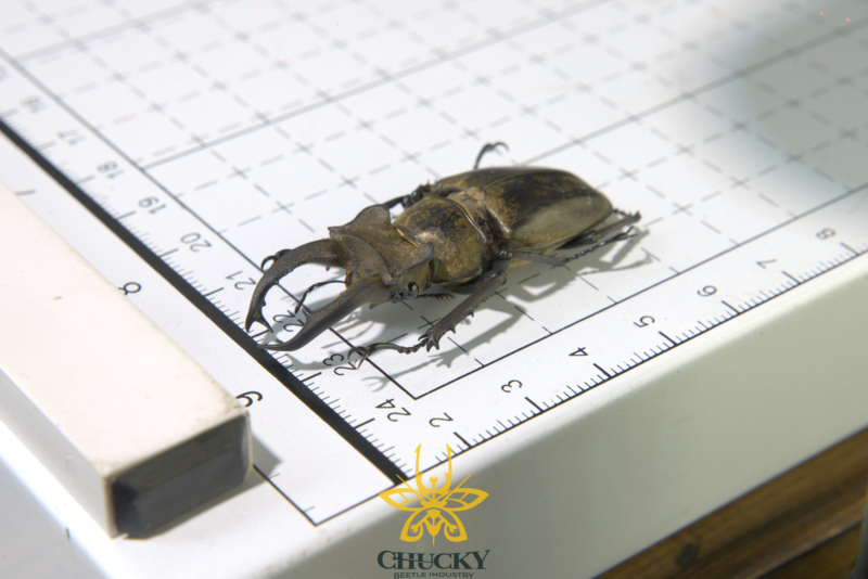 Lucanus sericeus