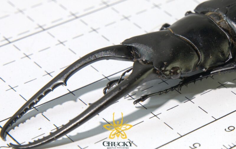 Prosopocoilus confucius