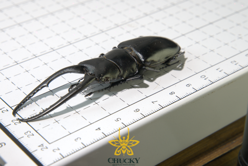 Prosopocoilus confucius