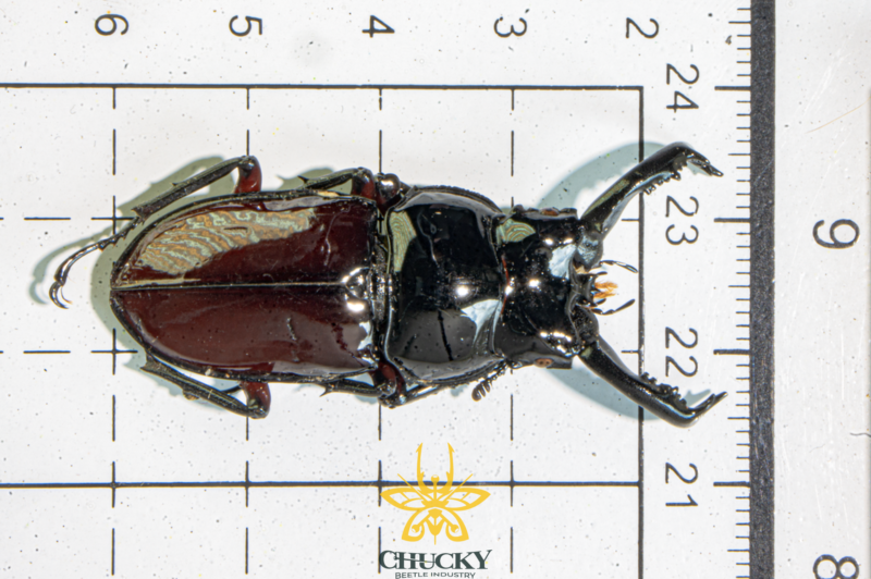 Pseudorhaethus oberthuri