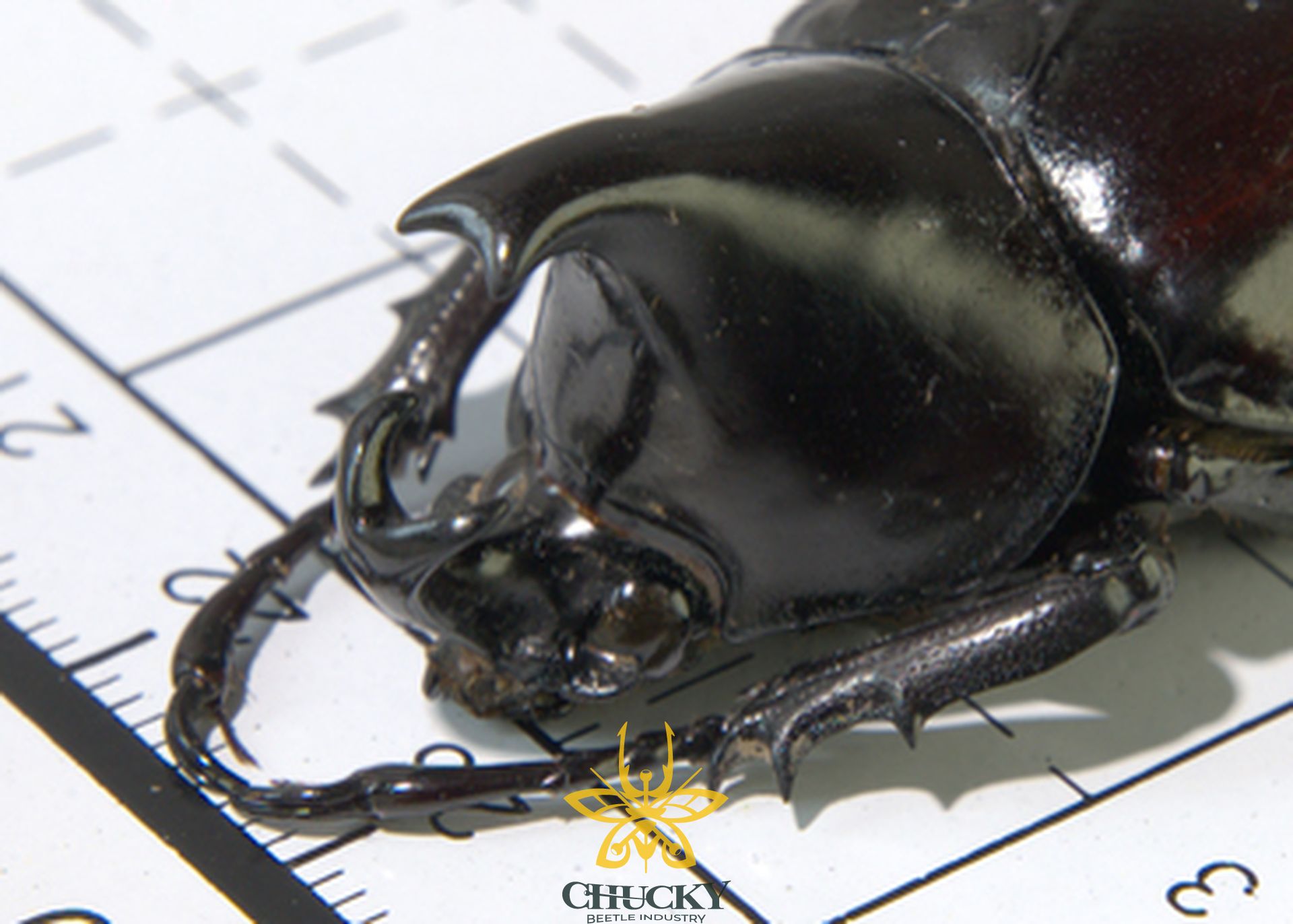 Xylotrupes tonkinensis